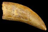 Serrated, Carcharodontosaurus Tooth - Real Dinosaur Tooth #181057-1